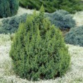 Juniperus squamata "Loderi" - borievka šupinatá